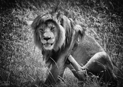 reisefotografie_afrika_tierwelt_alter löwe_karin_trinh