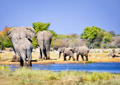 reisefotografie_afrika_tierwelt_elefant_karin_trinh