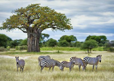 reisefotografie_afrika_tansania_tierwelt_karin_trinh