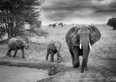 reisefotografie_afrika_tierwelt_elefant_karin_trinh