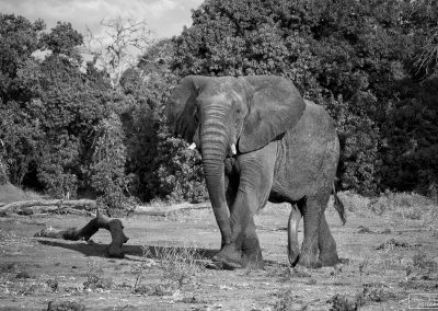 reisefotografie_afrika_tierwelt_elefant_karin_trinh